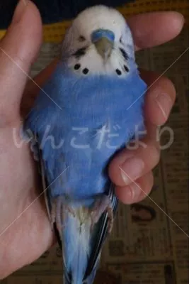 コメントの画像