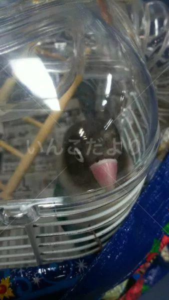 コメントの画像