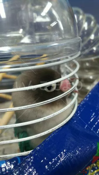 コメントの画像