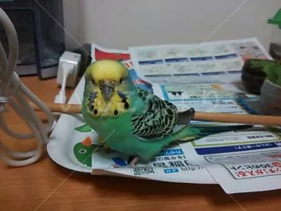 コメントの画像