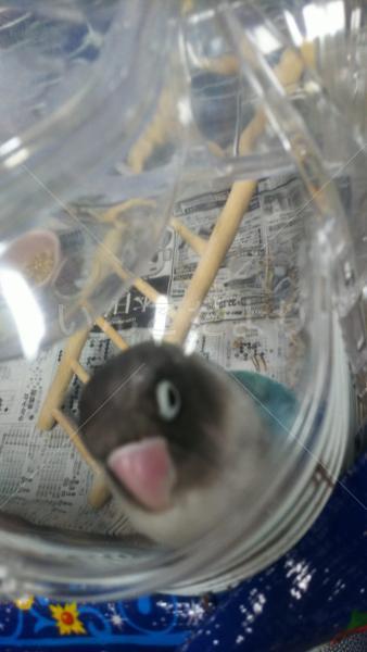 コメントの画像