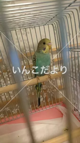 コメントの画像