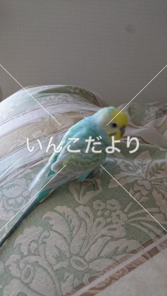 コメントの画像