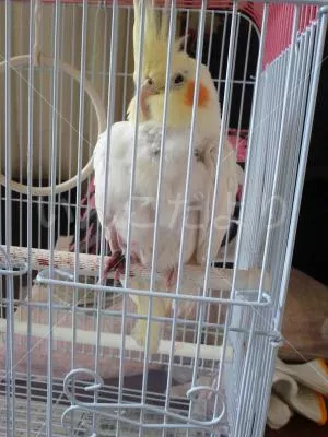 コメントの画像