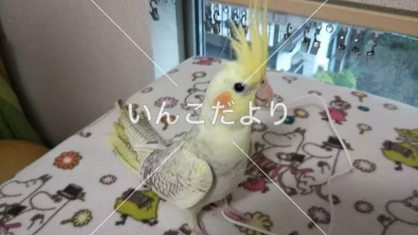 コメントの画像