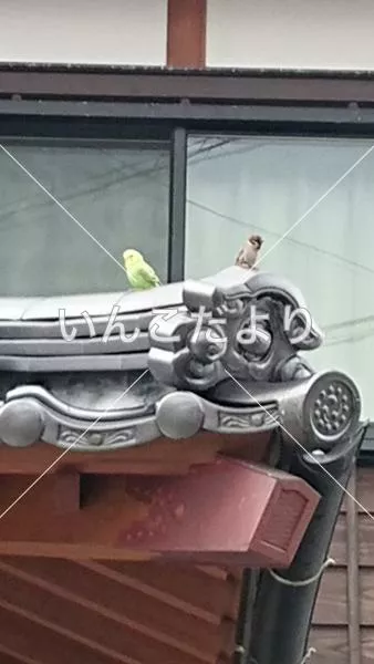 コメントの画像