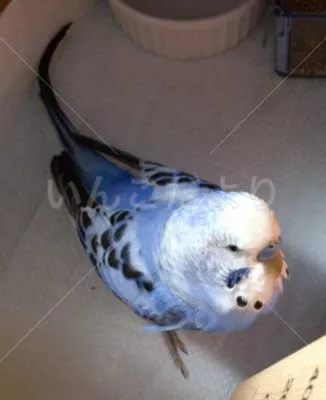 コメントの画像