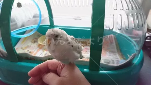 コメントの画像