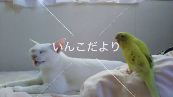 コメントの画像