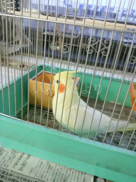 コメントの画像