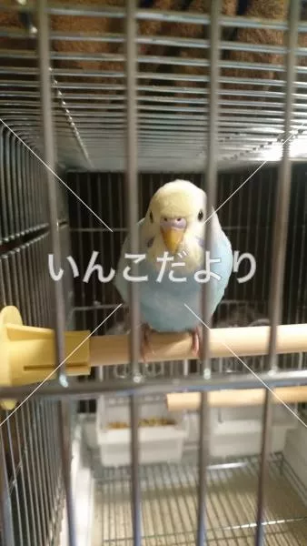 コメントの画像