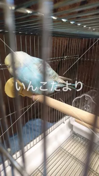 コメントの画像