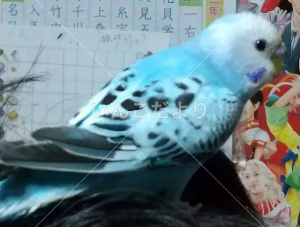 コメントの画像