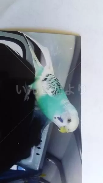 コメントの画像