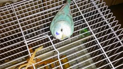 コメントの画像