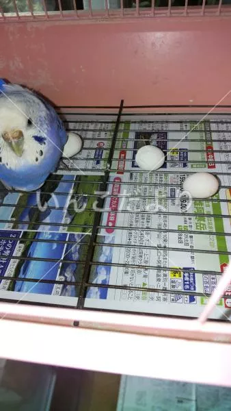 コメントの画像