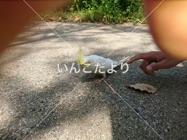 コメントの画像