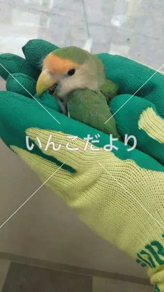 コメントの画像