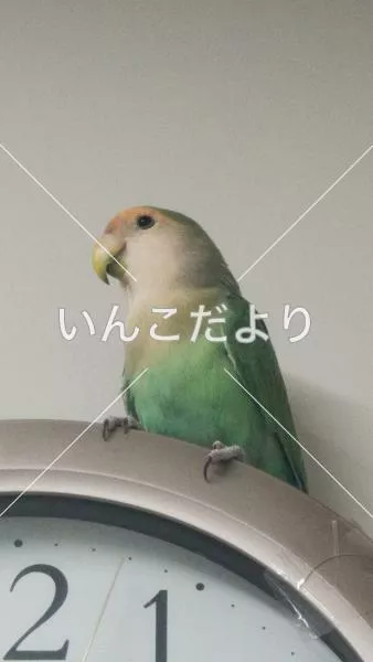 コメントの画像