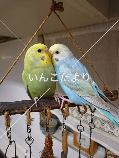 コメントの画像