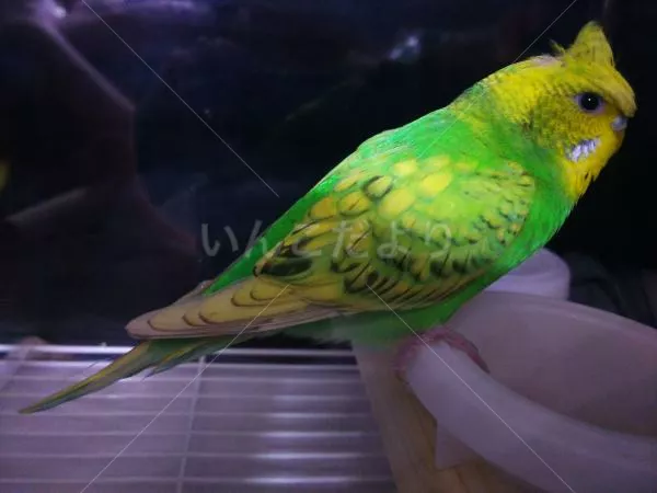 コメントの画像