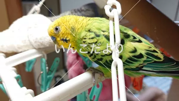 コメントの画像