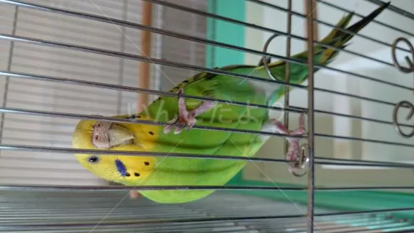 コメントの画像