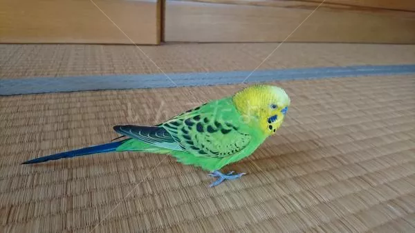 コメントの画像