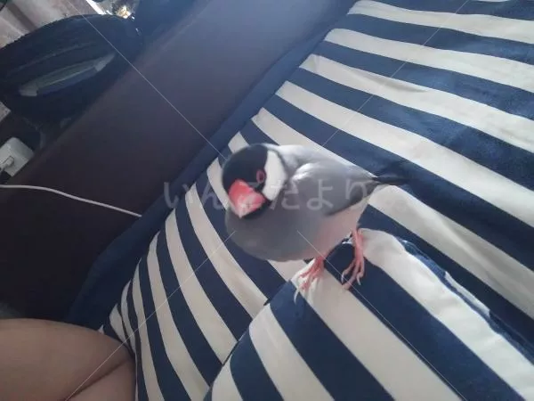 コメントの画像