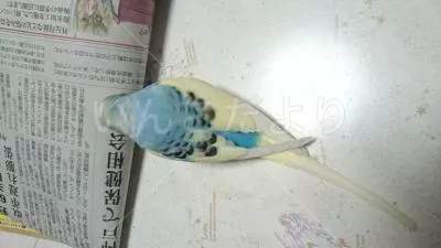 コメントの画像