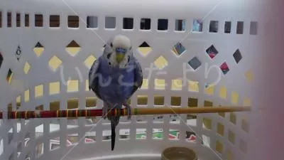 コメントの画像