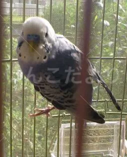 コメントの画像