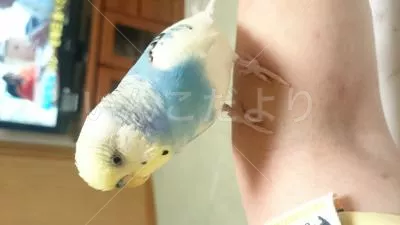 コメントの画像