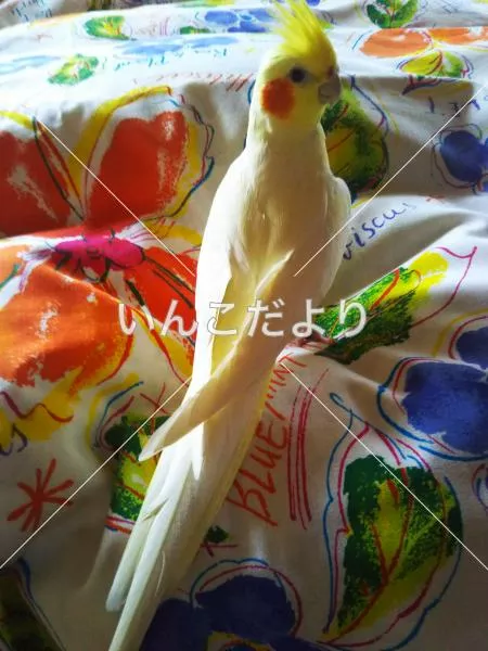 コメントの画像