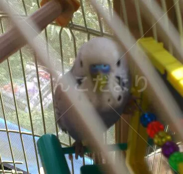 コメントの画像