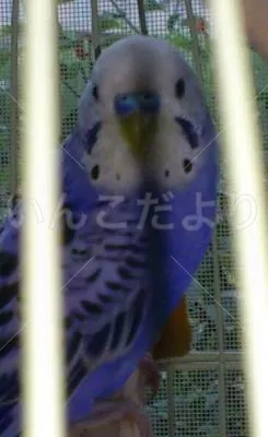 コメントの画像