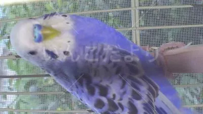 コメントの画像