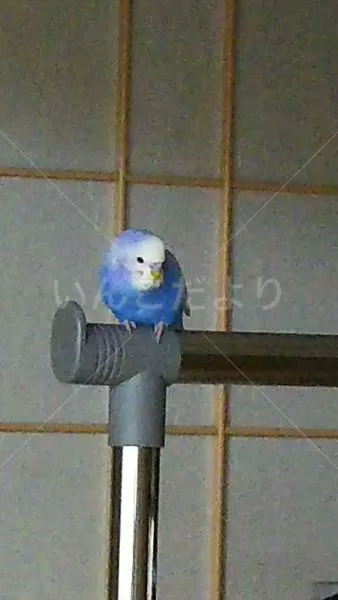 コメントの画像