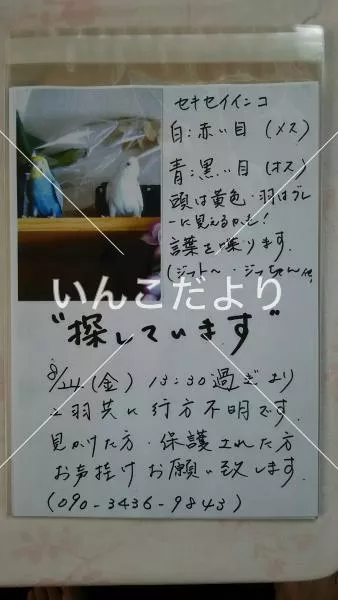 コメントの画像