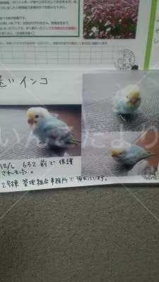 コメントの画像