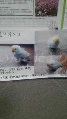 コメントの画像