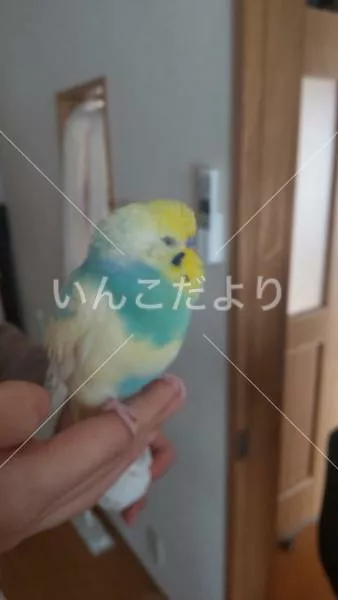 コメントの画像