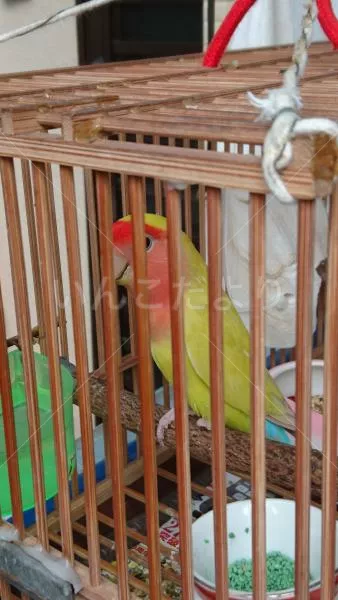 コメントの画像