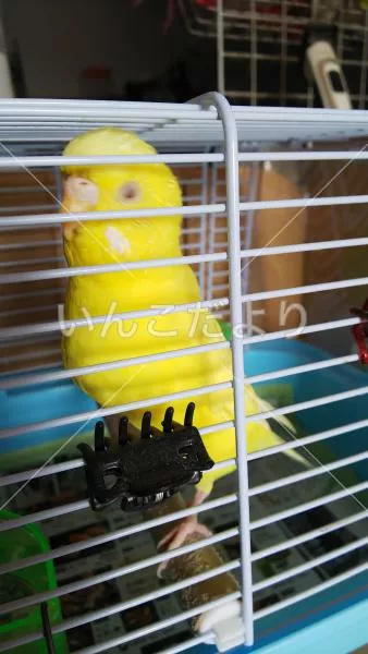 コメントの画像