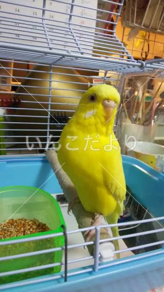 コメントの画像