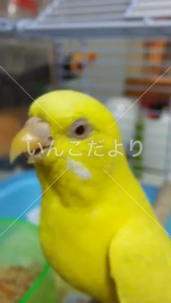 コメントの画像