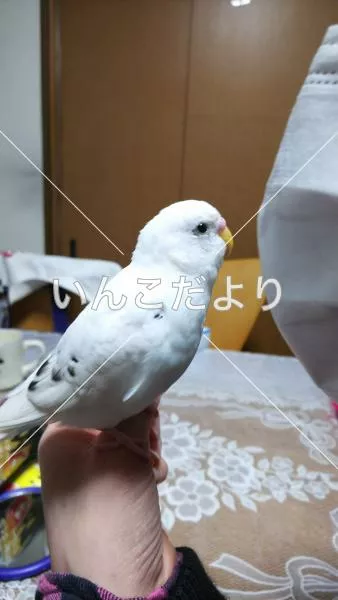 コメントの画像