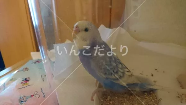 コメントの画像