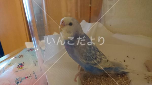 コメントの画像