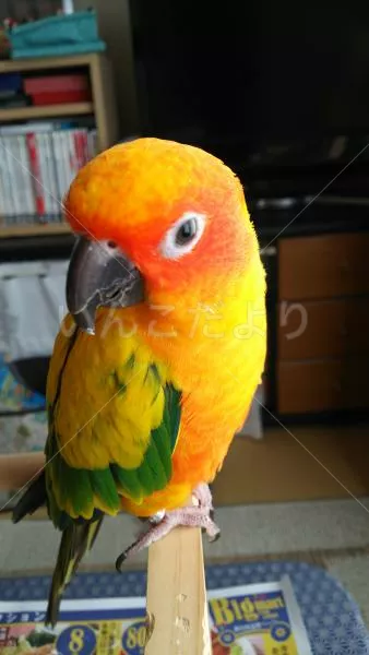 コメントの画像